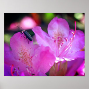Rosa Azalea-Blume, die Firefly-Insekt besuchen Poster