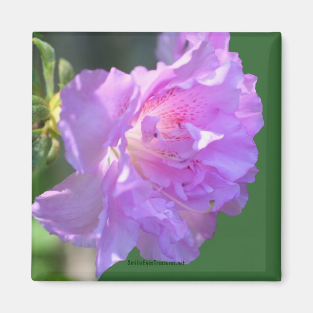 Rosa Azalea Blume Foto Magnet (Vorne)