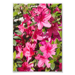 Rosa Azalea Blume Fotodruck