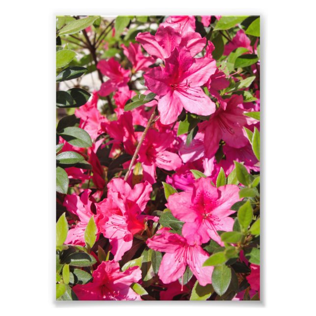 Rosa Azalea Blume Fotodruck (Vorne)