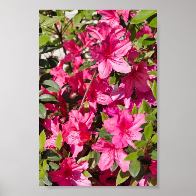 Rosa Azalea Blume Poster (Vorne)