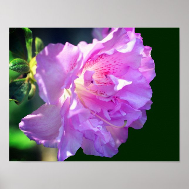 Rosa Azalea Blume Poster (Vorne)