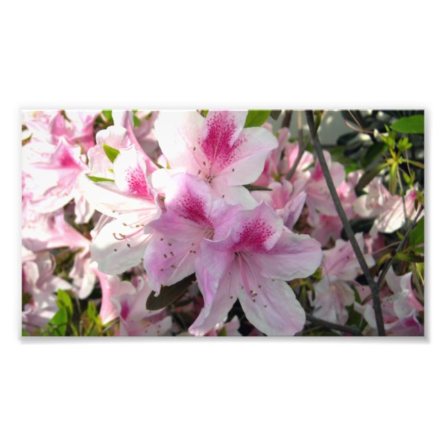 Rosa Azalea Blumenfarbdruck Fotodruck (Vorne)