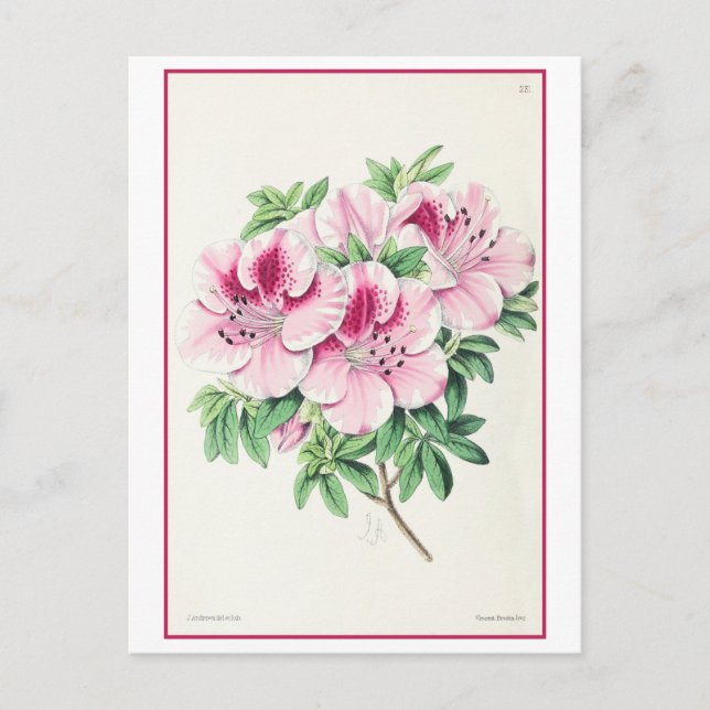 Rosa Azalea Botanische Illustration Vintag Postkarte (Vorderseite)