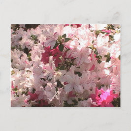 Rosa Azalea Postkarte