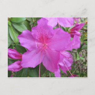 Rosa Azalea Postkarte