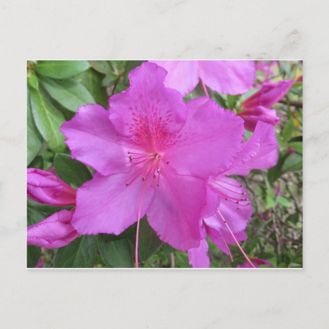 Rosa Azalea Postkarte (Vorderseite)