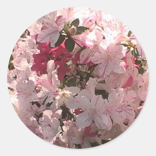 Rosa Azalea Runder Aufkleber (Vorderseite)