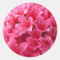 Rosa Azalea