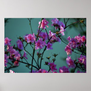 Rosa Azalee und Bedeutung Poster