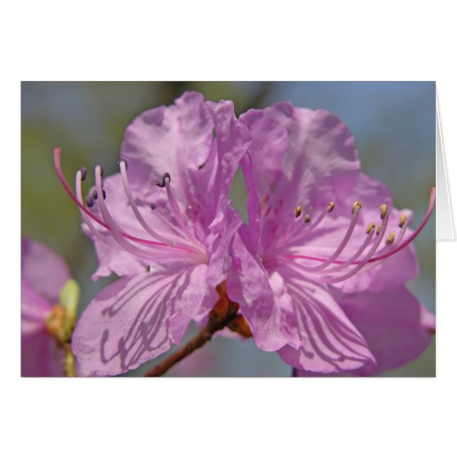 Rosa Azaleen (Vorderseite (Horizontal))