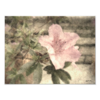 Rosa Azaleen 1 Vintage Fotodruck