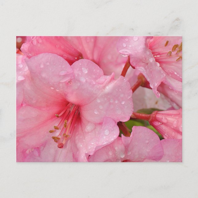 Rosa Azaleen-Blumen Postkarte (Vorderseite)