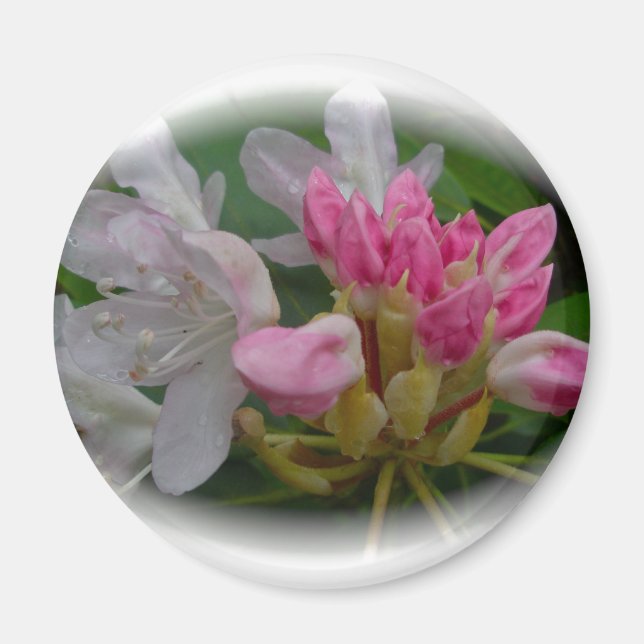 Rosa Azaleen Magnet (Vorne)