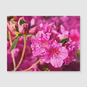 Rosa Azaleen Magnetkarte