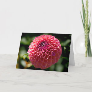 Rosa Ball-Dahlie Leere Grußkarte Feiertagskarte