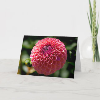 Rosa Ball-Dahlie Leere Grußkarte Feiertagskarte