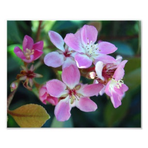 Rosa Ballerina Foto drucken