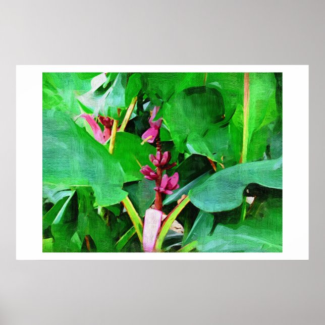 Rosa Banane, rosa Samt aus Musa, Ölgemälde Poster (Vorne)
