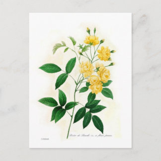Rosa Banksii Postkarte