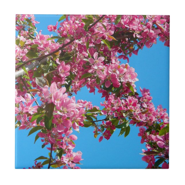 Rosa Baumblüte und blauer Himmel Fliese (Vorderseite)