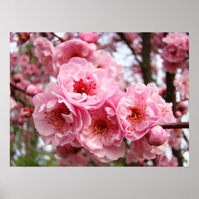Rosa Bäume Blüten Kunstdrucke Frühjahr Poster (Vorne)