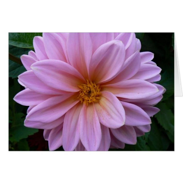 Rosa Beauty (Vorderseite (Horizontal))