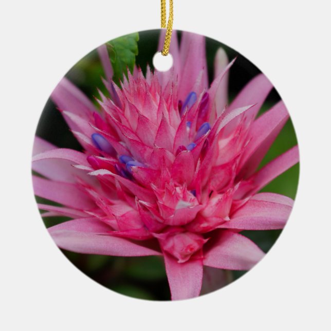 Rosa Beauty Keramikornament (Vorne)