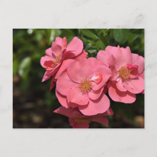 Rosa Begonia-Blume Postkarte