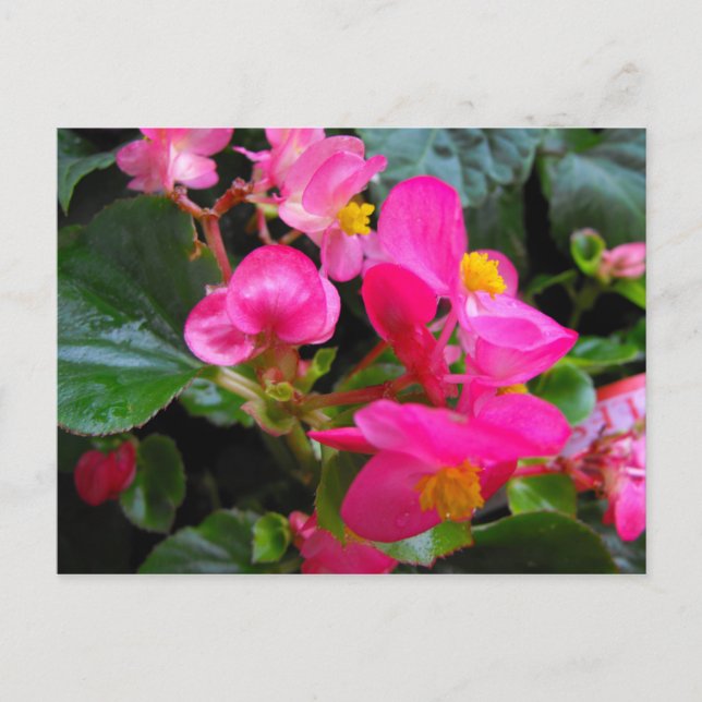 Rosa Begonia Postkarte (Vorderseite)