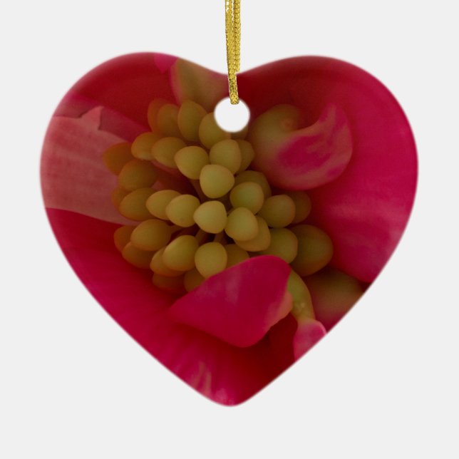 Rosa Begonia Stamen Makro Ornament (Vorne)