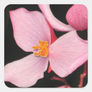 Rosa Begonia Sticker