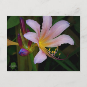 Rosa Belladonna-Lilien-Blüten-Postkarte Postkarte
