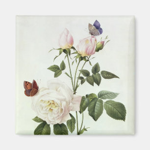 Rosa: Bengale das Hymenes, von 'Les Rosen Magnet