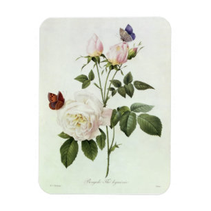 Rosa: Bengale das Hymenes, von 'Les Rosen Magnet