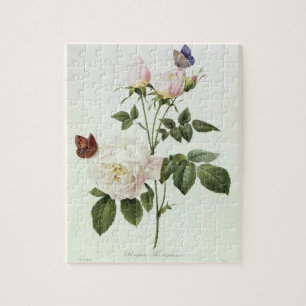 Rosa: Bengale das Hymenes, von 'Les Rosen Puzzle