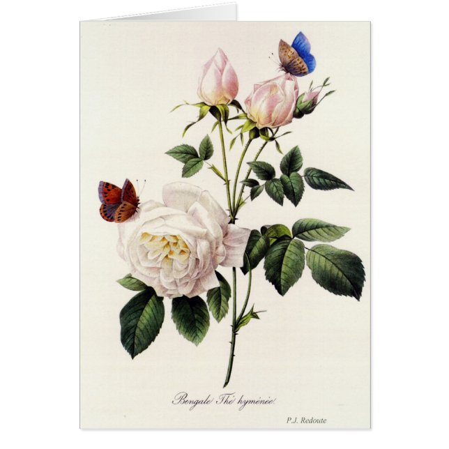 Rosa Bengale - Pierre Joseph Redouté. (Vorne)