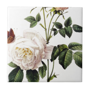 Rosa Bengale - Pierre Joseph Redouté. Fliese