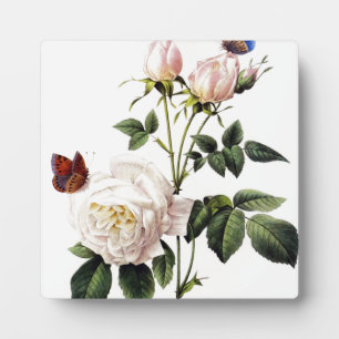 Rosa Bengale - Pierre Joseph Redouté. Fotoplatte