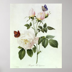 Rosa: Bengale the Hymenes, von 'Les Rose Poster