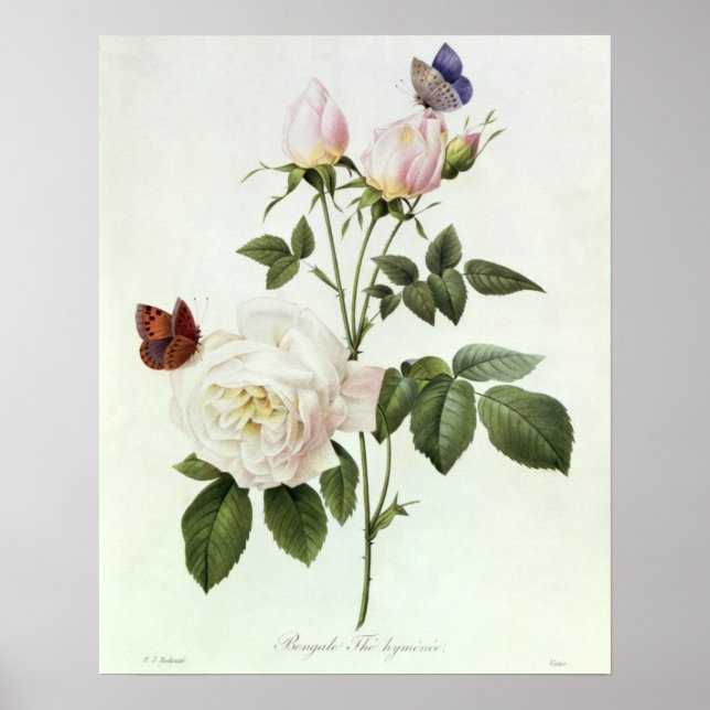 Rosa: Bengale the Hymenes, von 'Les Rose Poster (Vorne)