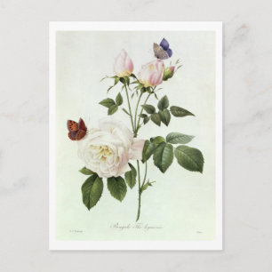 Rosa: Bengale the Hymenes, von 'Les Rose Postkarte