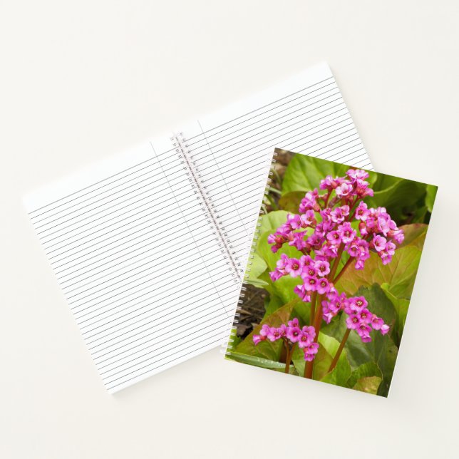 Rosa Bergenia Blume BlumenNotebook Notizbuch (Innenseite)