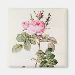 Rosa Bifera Officinalis, von 'Les Rosen Magnet