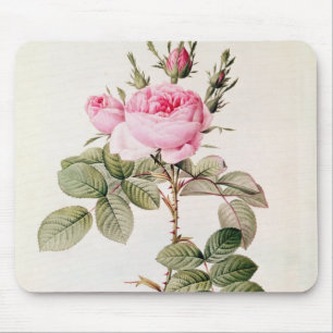 Rosa Bifera Officinalis, von 'Les Rosen Mousepad