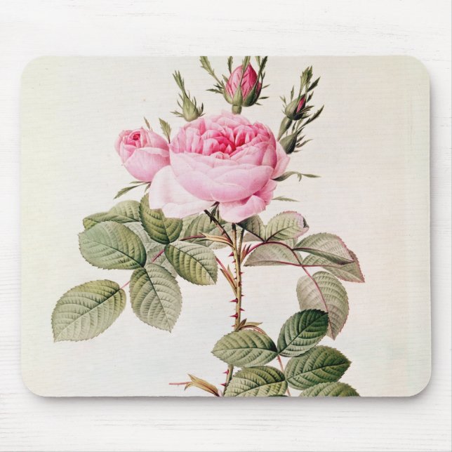 Rosa Bifera Officinalis, von 'Les Rosen Mousepad (Vorne)