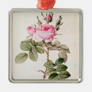 Rosa Bifera Officinalis, von 'Les Rosen Silbernes Ornament
