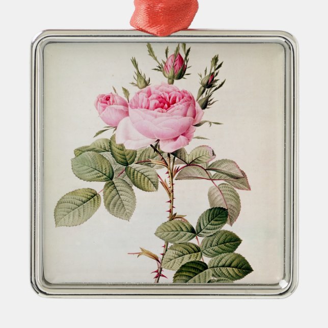 Rosa Bifera Officinalis, von 'Les Rosen Silbernes Ornament (Vorne)