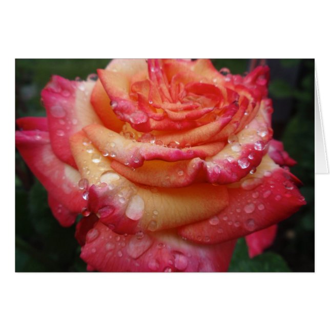 Rosa bis gelbe RegenbogenRose (Vorderseite (Horizontal))
