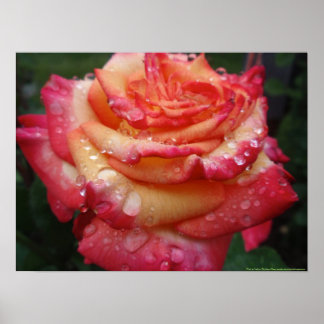 Rosa bis gelbe RegenbogenRose Poster